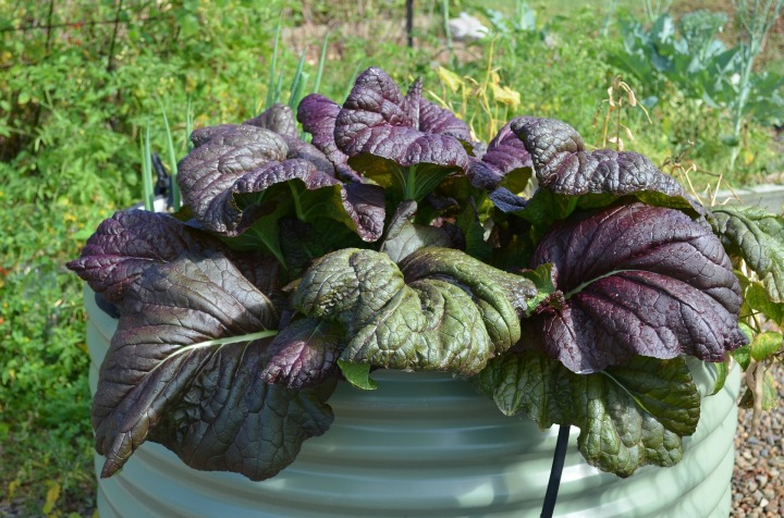 Giant Red mustard greens