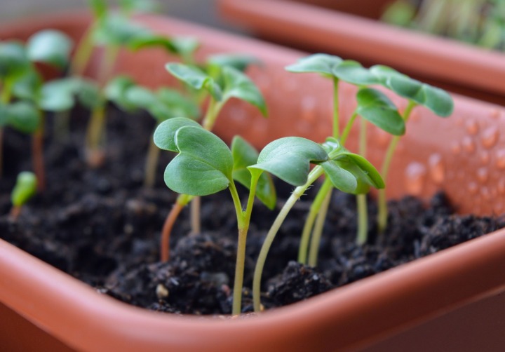 radish-sprouts-1407319_1920-Radish seedlings